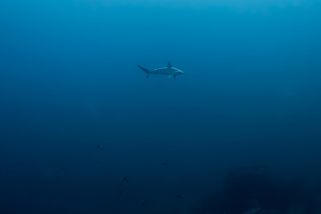 Scalloped Hammerhead Shark