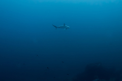 Scalloped Hammerhead Shark