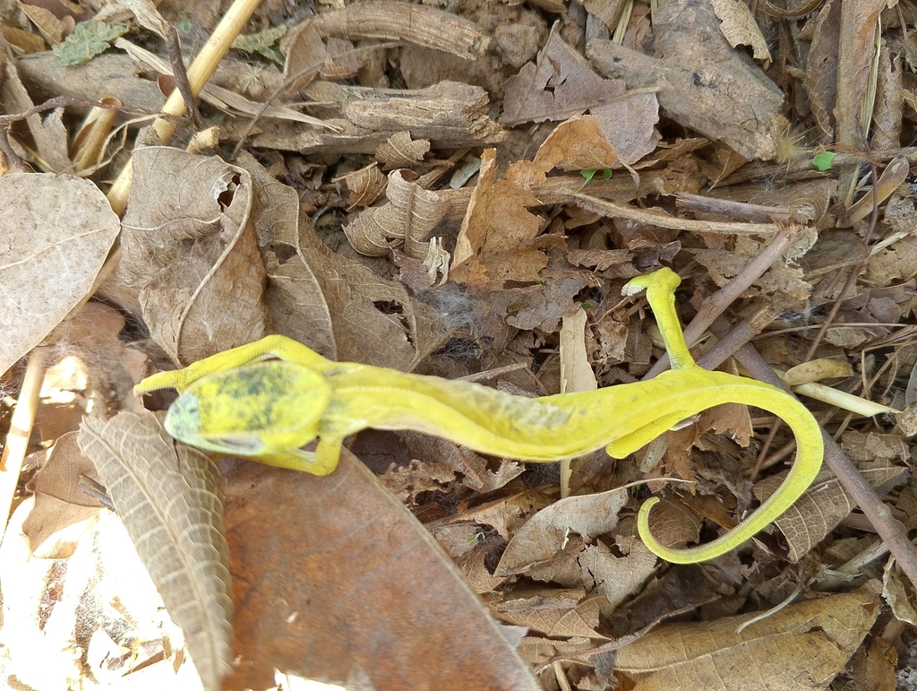 Chameleons from Kankohoum-Dassari, Bénin on April 4, 2024 at 01:49 PM