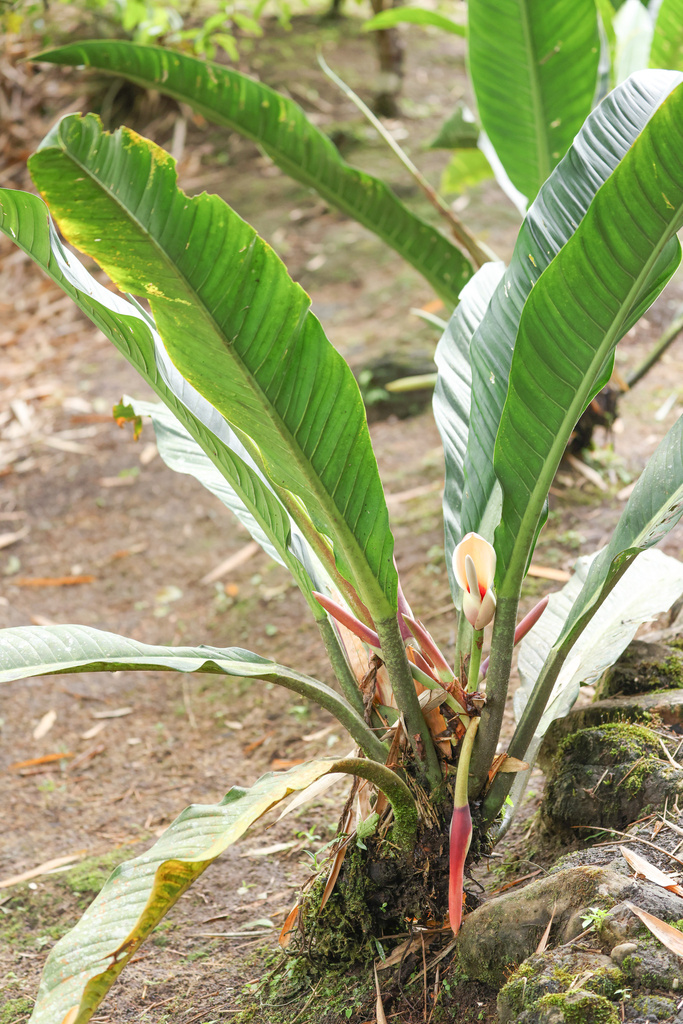 philodendron wendlandii Philodendron Wendlandii (Large) – Greenkin