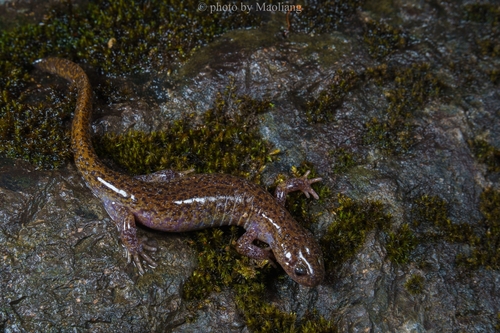 Gensan Salamander