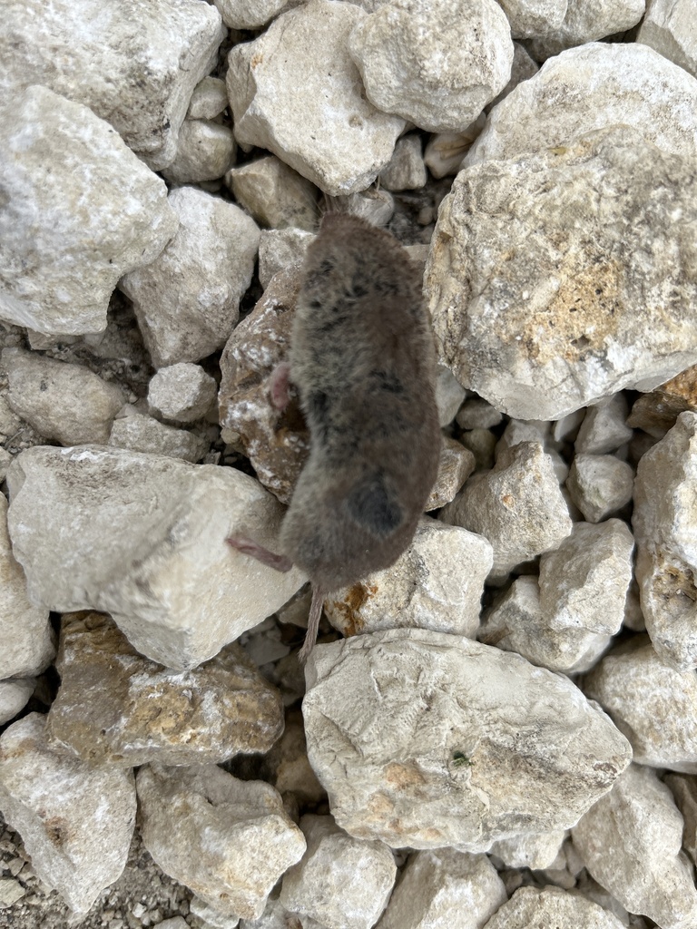 North American Least Shrew from Lindemann Rd, Salado, TX, US on April 6 ...