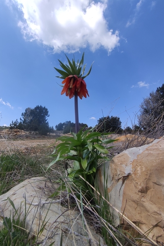 Crown imperial