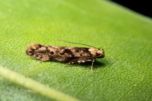 Hyposmocoma rubescens