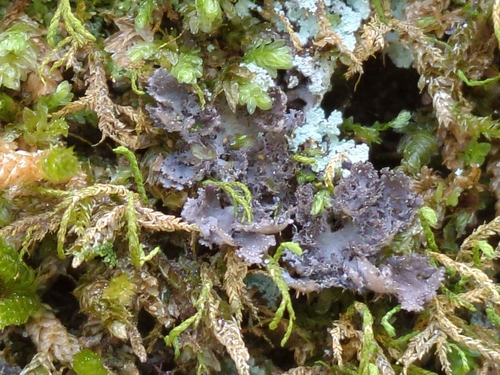 Dey's Moon Lichen