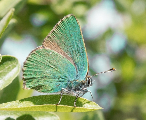 Green Hairstreak
