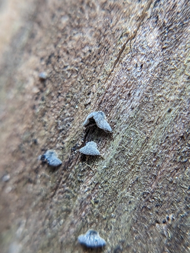 Resupinatus