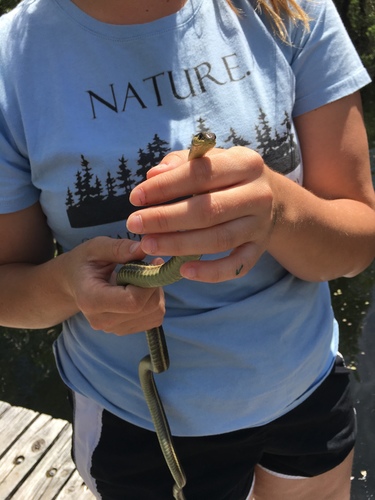 iNaturalist observation photo of Coast Garter Snake