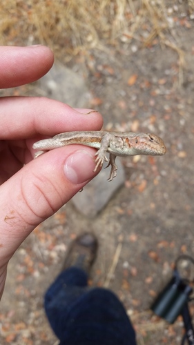 iNaturalist observation photo of Common Sagebrush Lizard