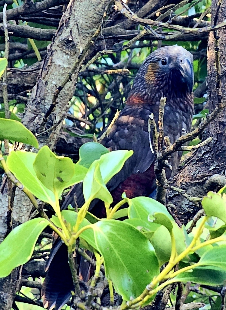 North Island Kākā from Newtown, Wellington 6021, New Zealand on April 7 ...