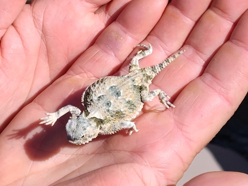 iNaturalist observation photo of Desert Horned Lizard