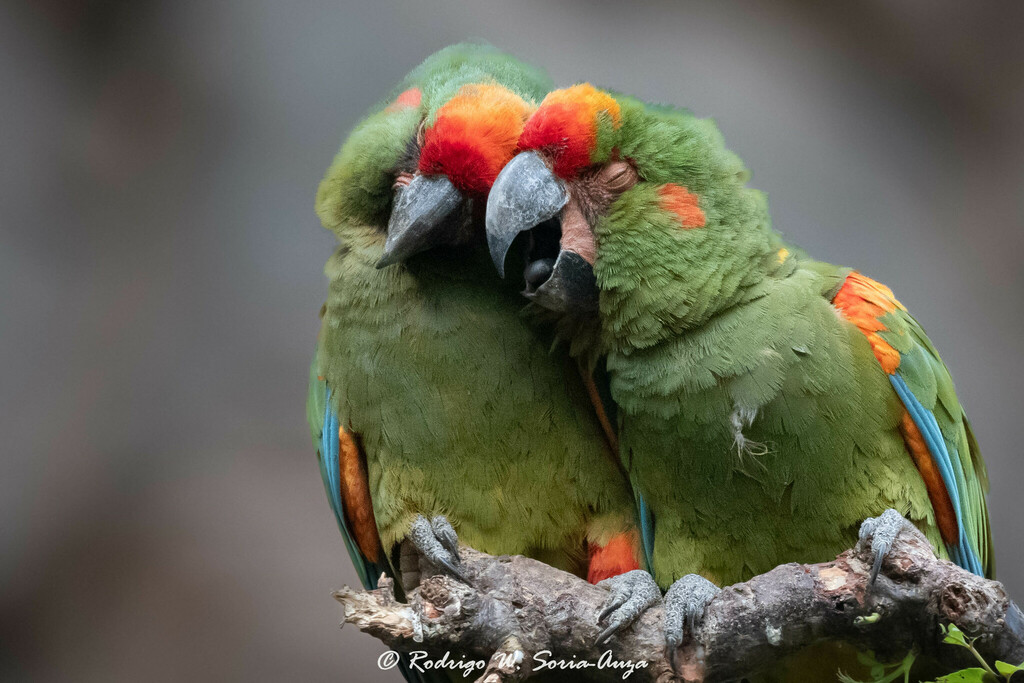 Red-fronted Macaw (Ara rubrogenys) photo