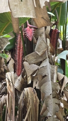 Heliconia mariae image