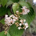 Viburnum betulifolium - Photo (c) kunde lin, todos os direitos reservados
