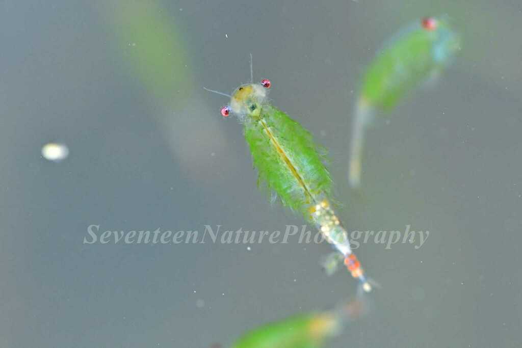 Branchinecta from 中国江苏省南京市玄武区 on March 31, 2024 at 0719 PM by Kaniska