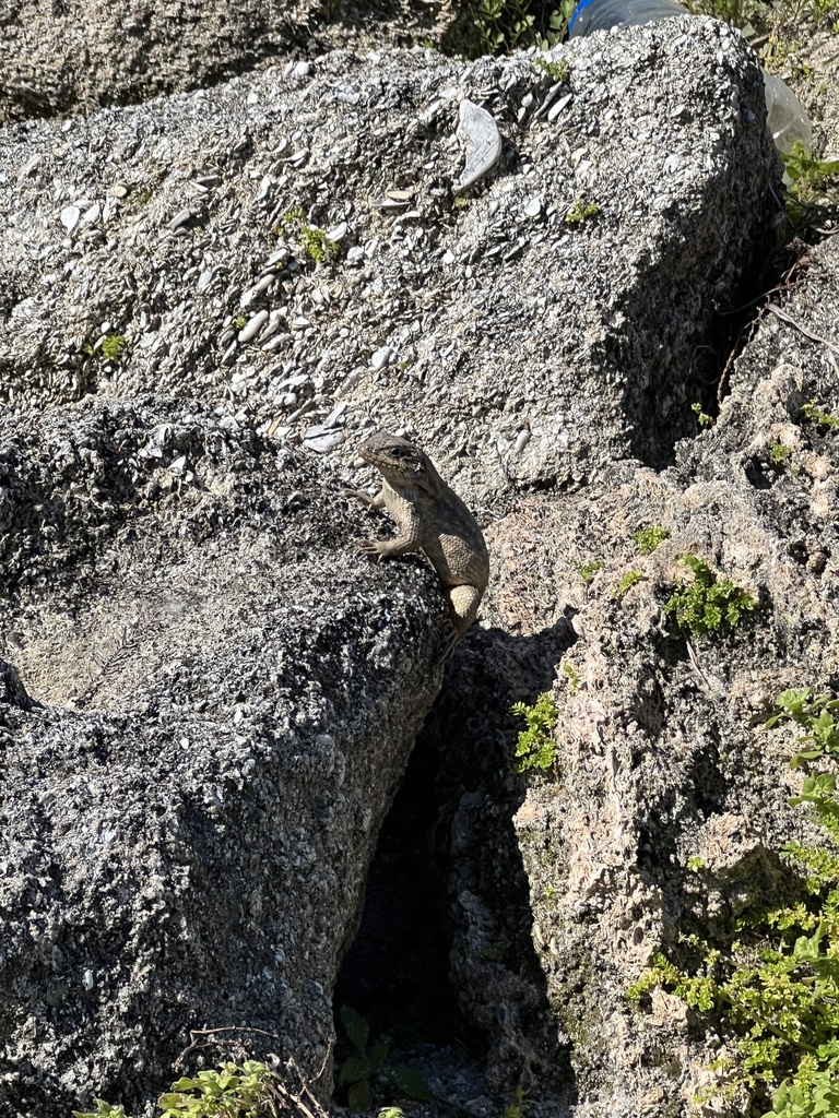 Northern Curly-tailed Lizard from The Campsites at Disney's Fort ...