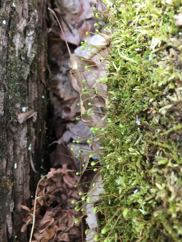 photo of Bonfire Moss (Funaria hygrometrica)