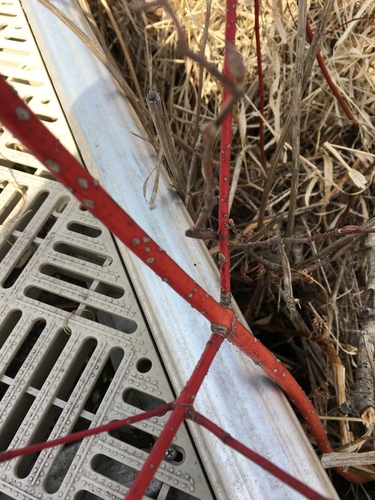 photo of Red Osier Dogwood (Cornus sericea)