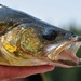 Walleye - Photo (c) Larry Halverson, all rights reserved, uploaded by Larry Halverson