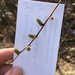 photo of Pussy Willow (Salix discolor)