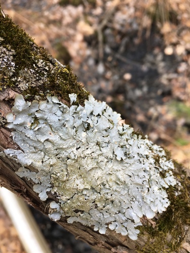 photo of Speckled Shield Lichens (Punctelia)
