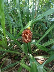 Aechmea magdalenae image