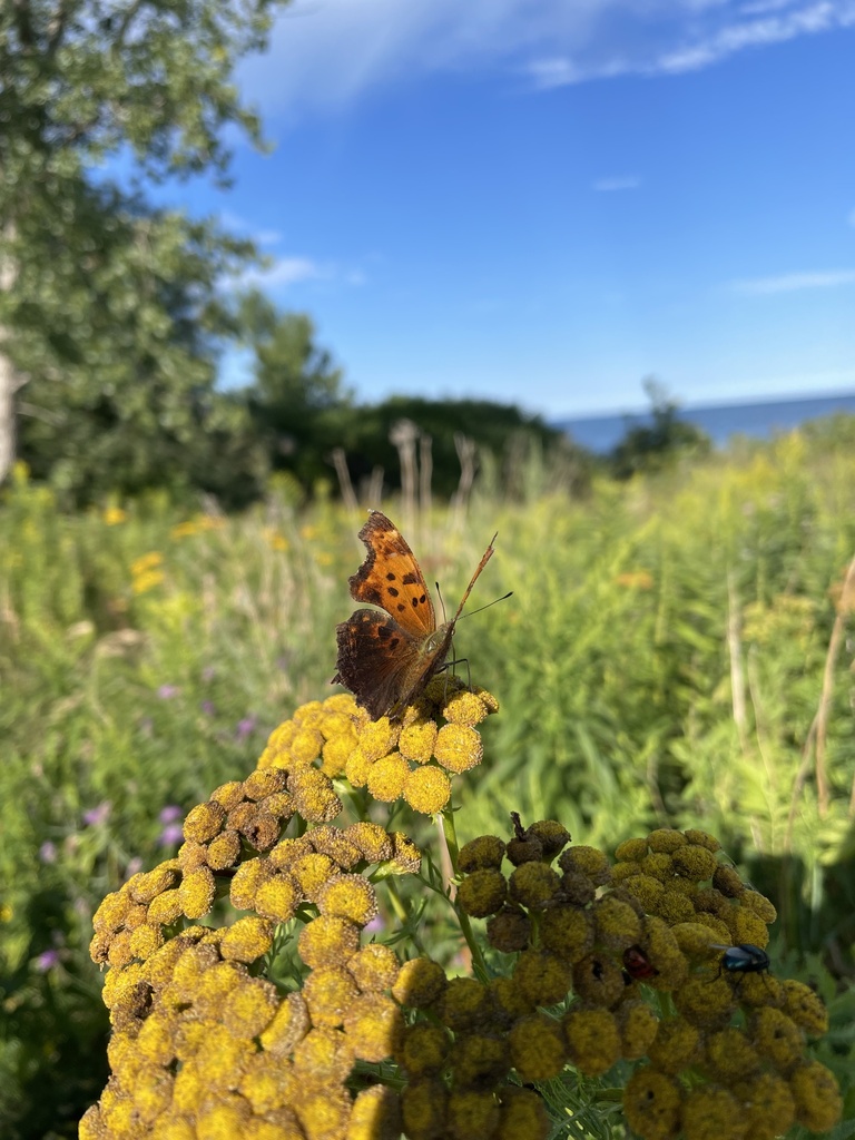 Eastern Comma from Tommy Thompson Park, Toronto, ON, CA on August 13 ...