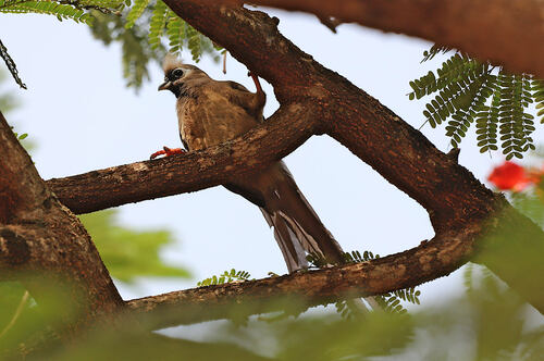 Speckled Mousebird