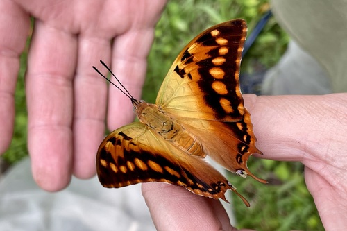 Green-veined Emperor