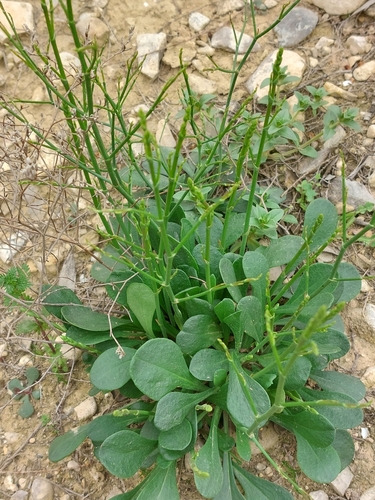 Limonium catalaunicum