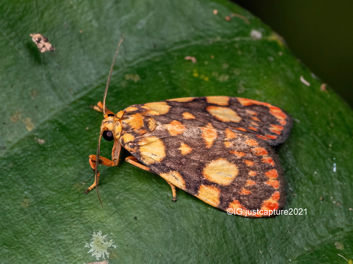 Cyme reticulata Felder, 1861