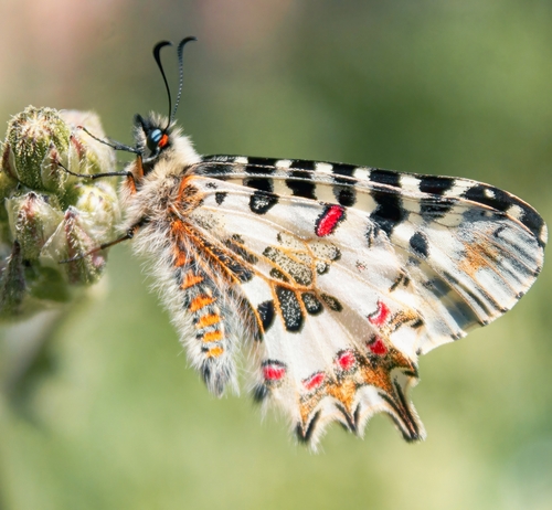 Eastern Festoon