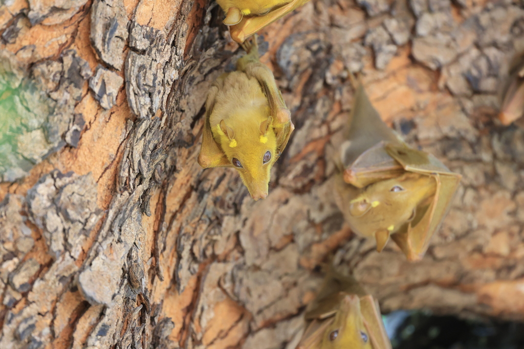 Gambian Epauletted Fruit Bat from Wassadougou, Sénégal on February 6 ...