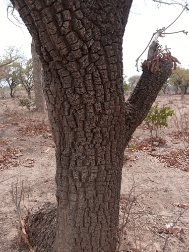 Shea Tree