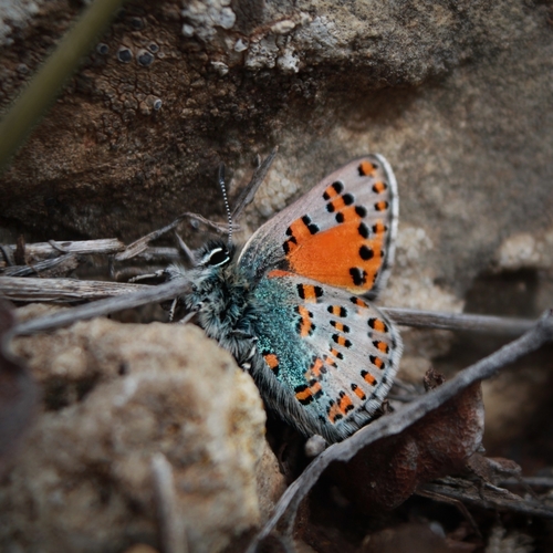 Nogel's Hairstreak