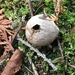 photo of Common Puffball (Lycoperdon perlatum)