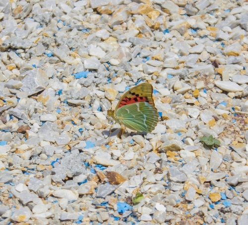 Cardinal Butterfly