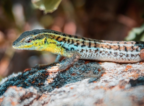 Snake-eyed Lizard
