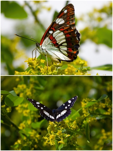 Southern White Admiral