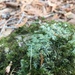 photo of Pincushion Moss (Leucobryum glaucum)