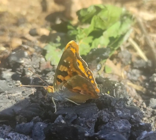 Thaleropis ionia