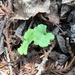 photo of Bloodroot (Sanguinaria canadensis)
