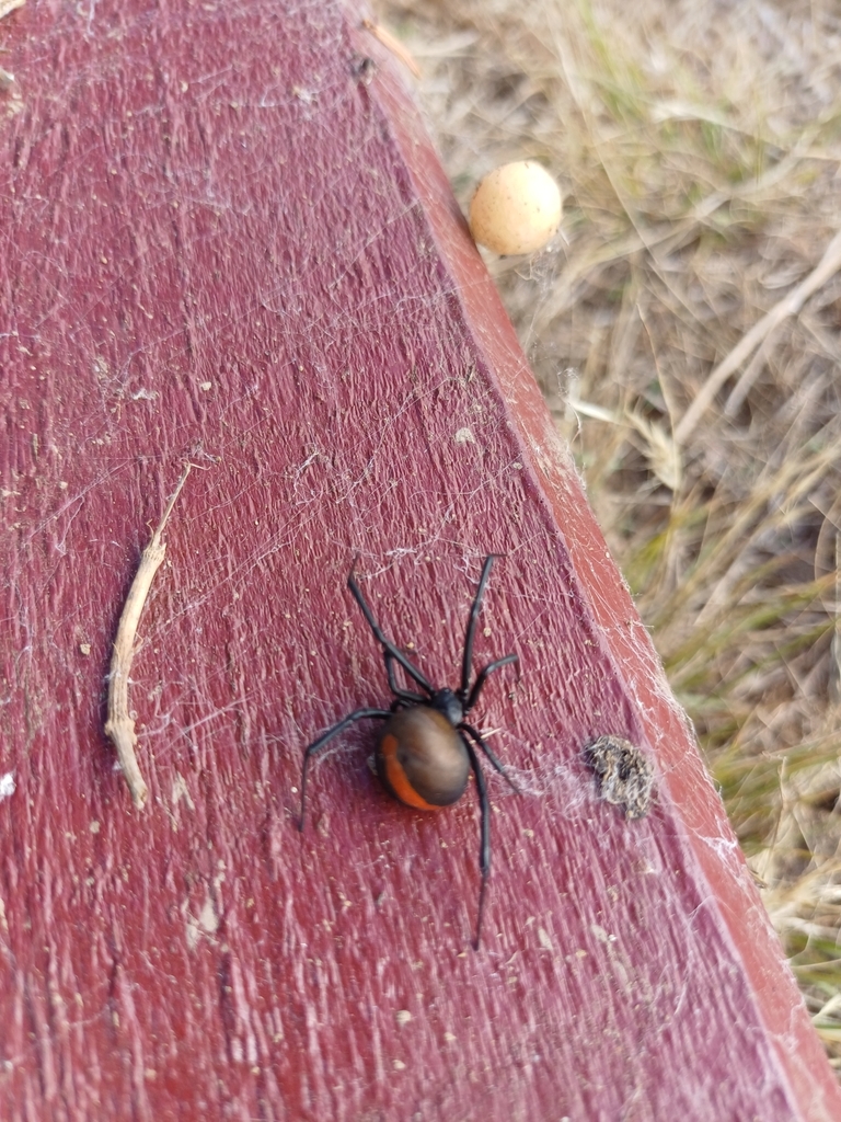 Redback Spider from Lancefield VIC 3435, Australia on April 7, 2024 at ...