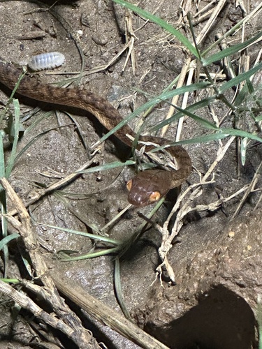 Brown Tree Snake sighting