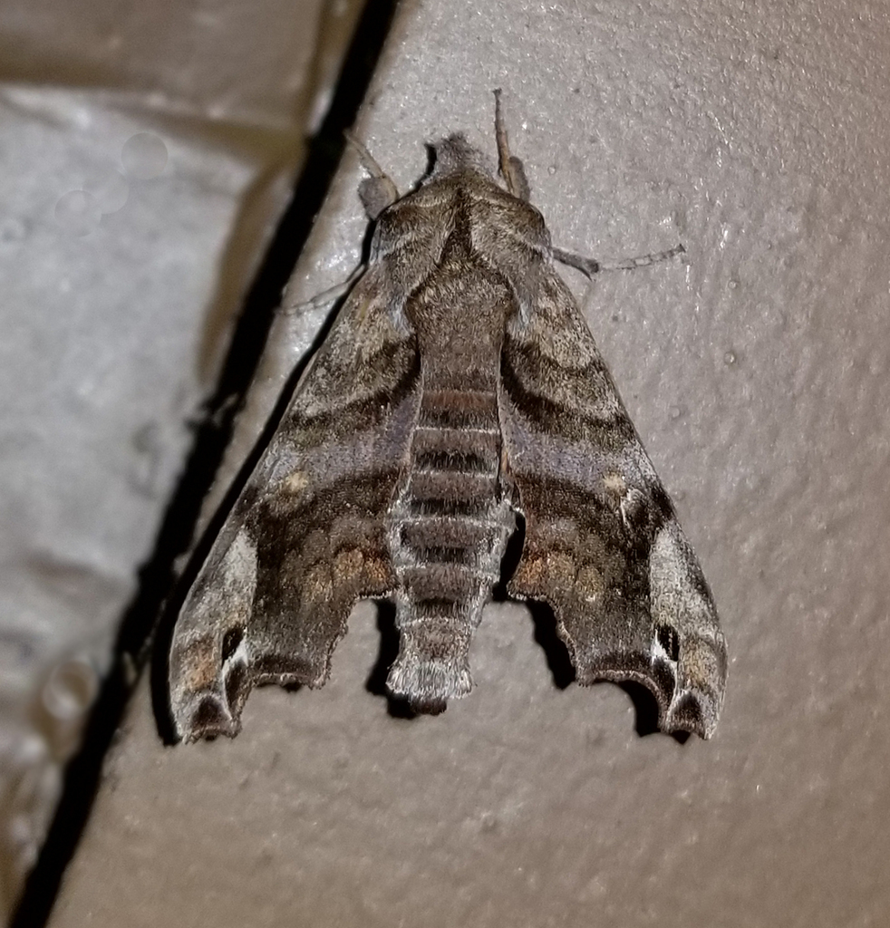 Lettered Sphinx from Fentress County, TN, USA on April 6, 2024 at 09:03 ...
