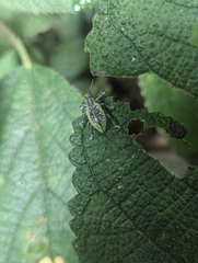Exophthalmus jekelianus image