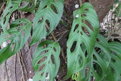 Monstera adansonii image