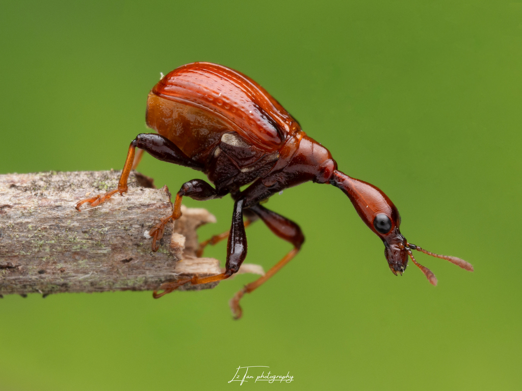 Paracycnotrachelus from Sungai Bakap, 14200 Sungai Jawi, Penang ...