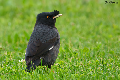 Acridotheres cristatellus