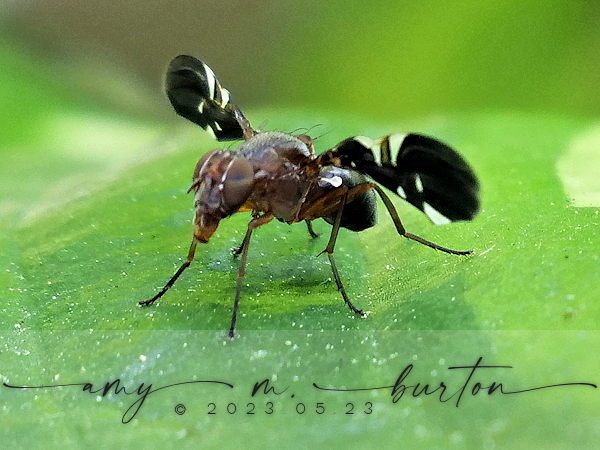 Common Picture-winged Fly from Peck Butterfly House, Peck Farm Park ...